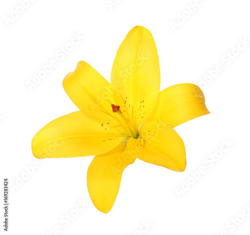 Beautiful lily flower on white background