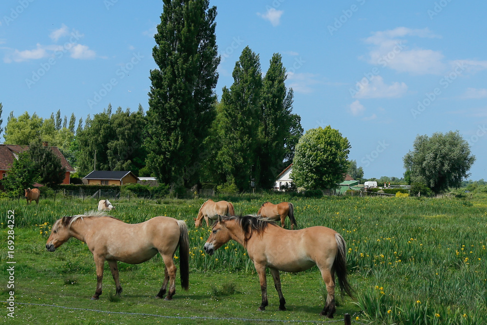 Naklejka premium chevaux_2