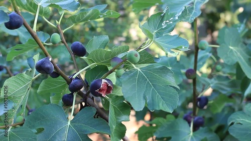 Fig tree with dark fruits. Black Mission Figs photo