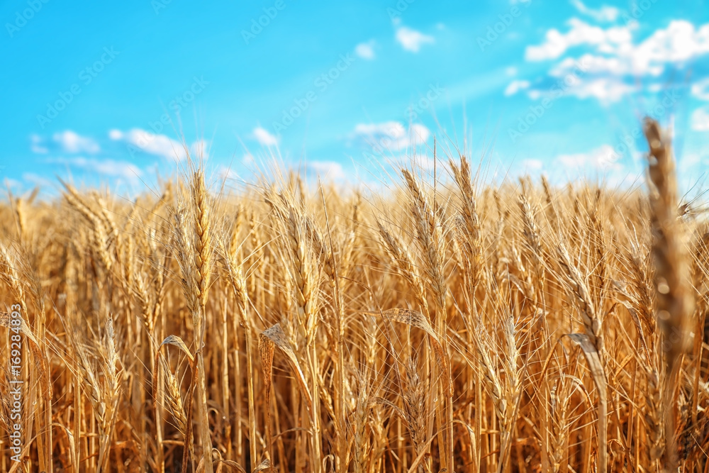 Beautiful wheat field with blue sky on background Beautiful wheat field with blue sky on background