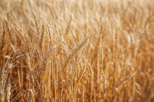 Spikelets on wheat field  closeup