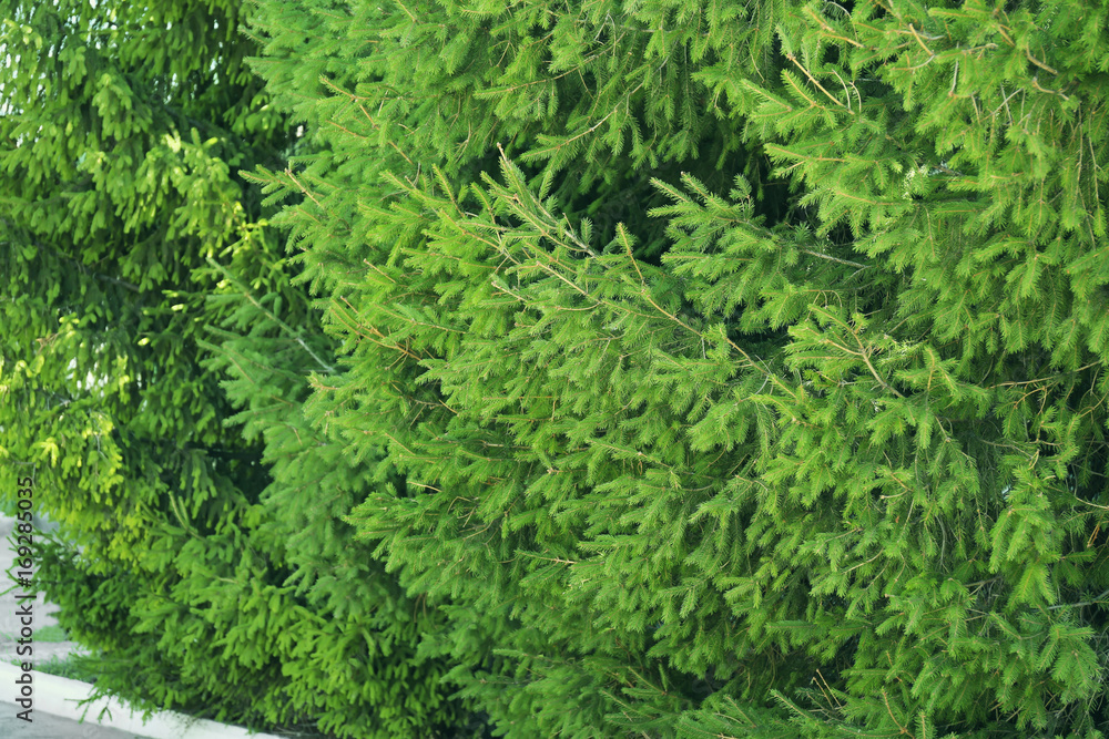 Beautiful fir trees outdoors. Christmas concept Beautiful fir trees outdoors. Christmas concept
