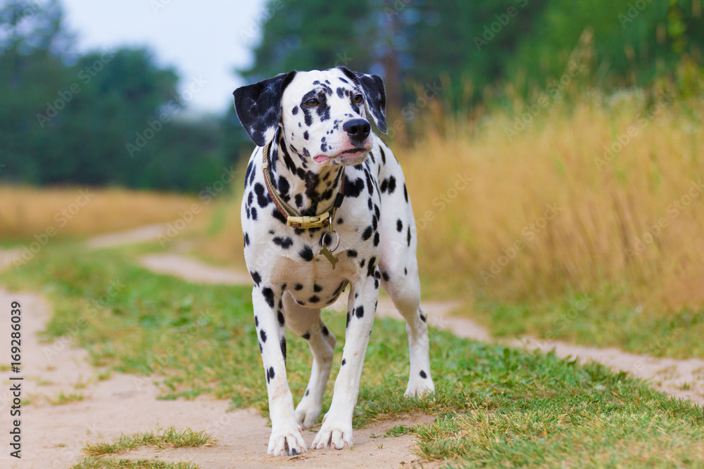 Portrait of a funny dalmatian standing on the road
