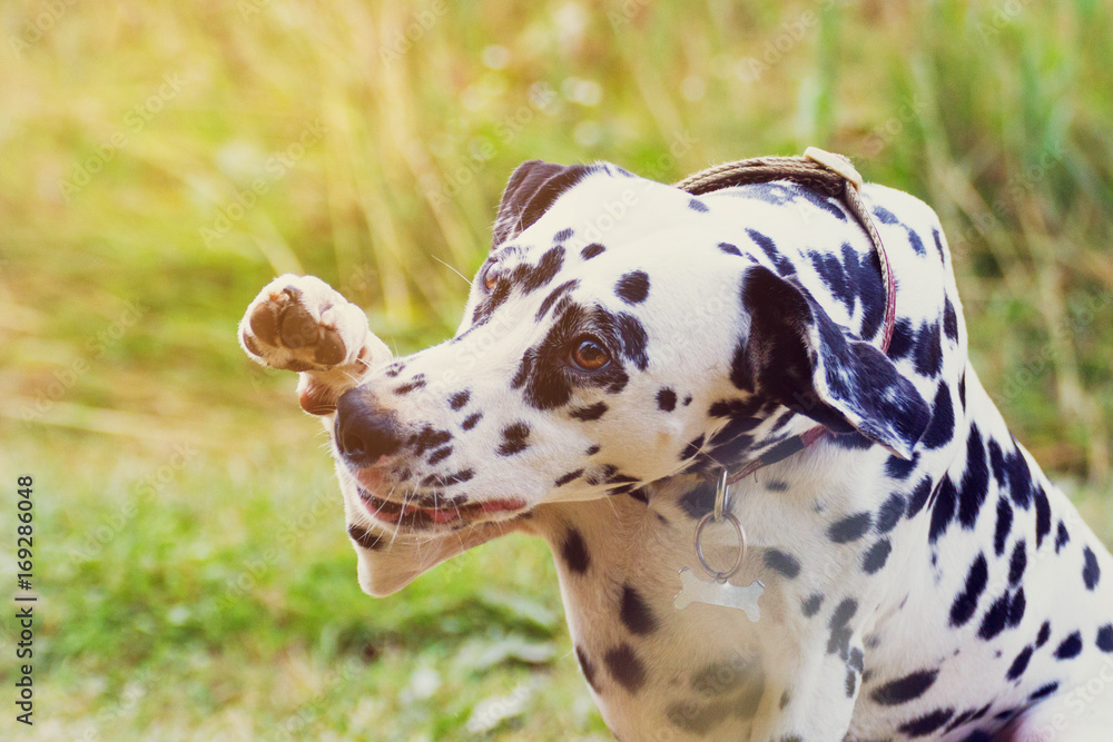 portrait of a funny dalmatian stretching his paw in the open air portrait of a funny dalmatian stretching his paw in the open air