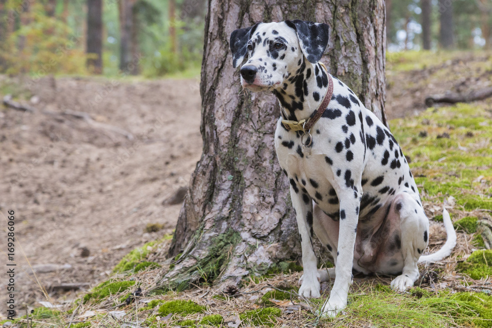 portrait of a funny dalmatian sitting under a tree in a summer forest