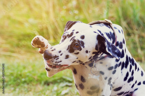 portrait of a funny dalmatian stretching his paw in the open air