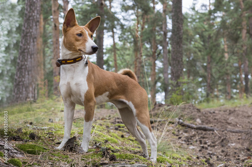 portrait of funny Basenji standing in a summer forest