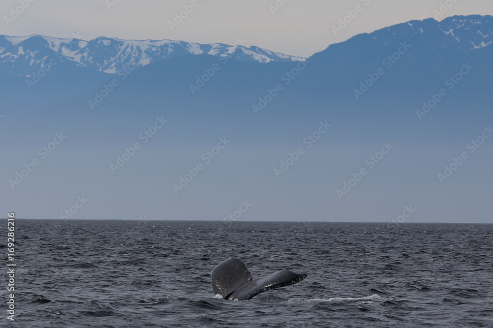 Fototapeta premium Canada_West-3444