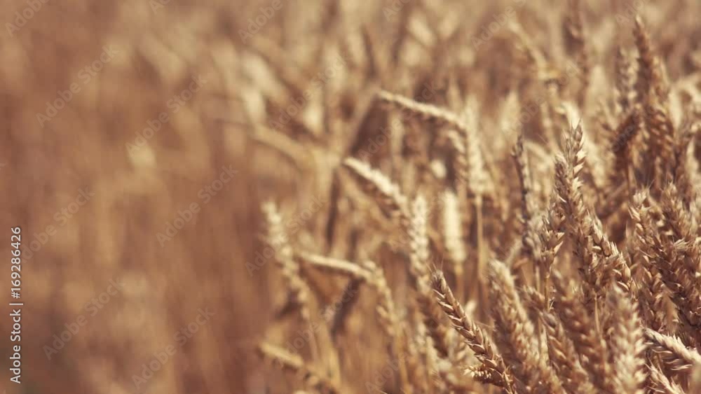 Ripe golden wheat field with cereal plant ears full of grains ready for harvest. Agriculture and agri-business concept background with selective focus. Ripe golden wheat field with cereal plant ears full of grains ready for harvest. Agriculture and agri-business concept background with selective focus.
