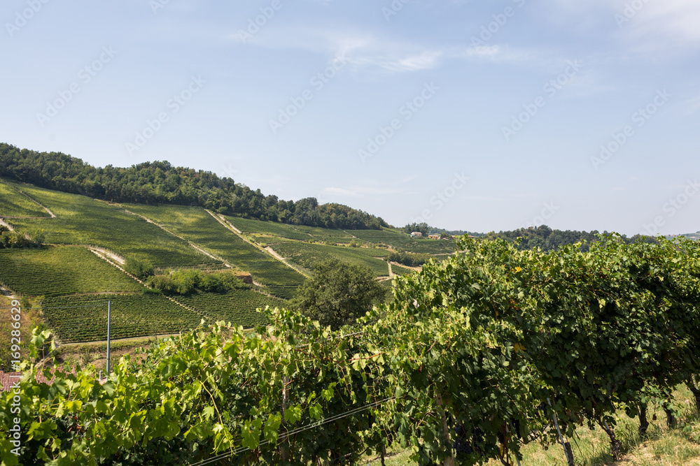 Vineyards on hills in Monforte D'Alba, in the Langhe region, Piedmont, Italy