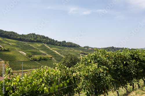 Vineyards on hills in Monforte D'Alba, in the Langhe region, Piedmont, Italy © Stefano Benanti