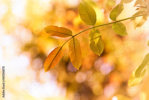 Colorful tree leaves