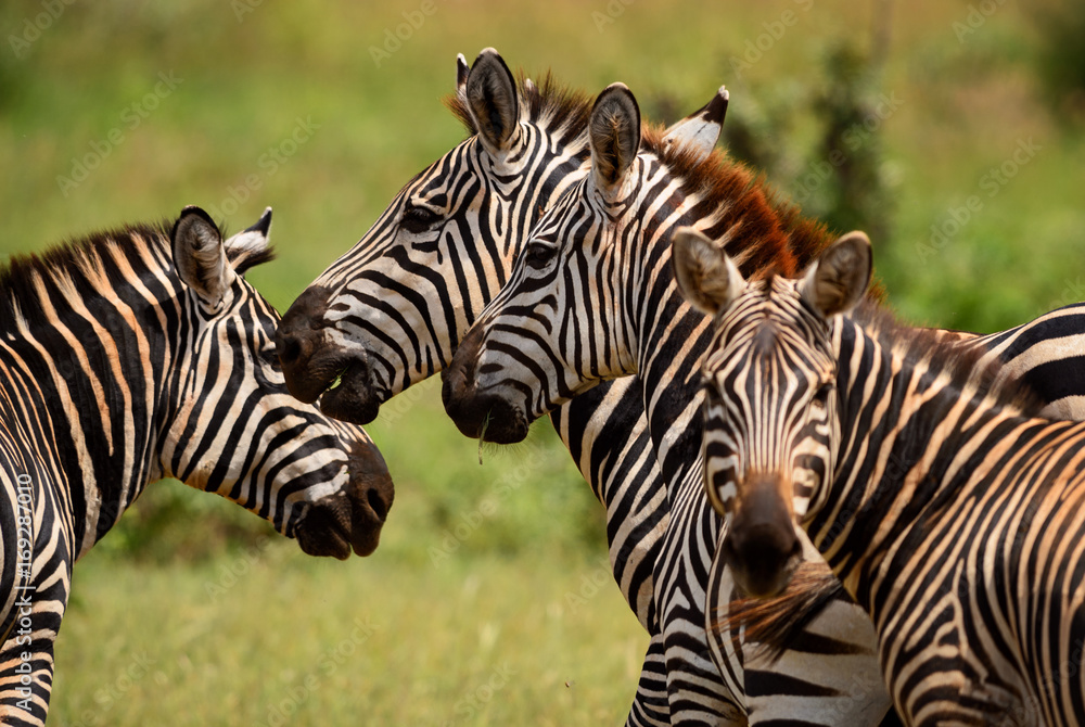 Plains Zebra - Equus quagga, Tsavo East, Kenya Plains Zebra - Equus quagga, Tsavo East, Kenya