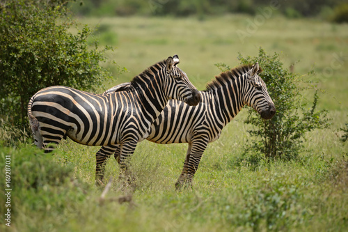 Plains Zebra - Equus quagga  Tsavo East  Kenya