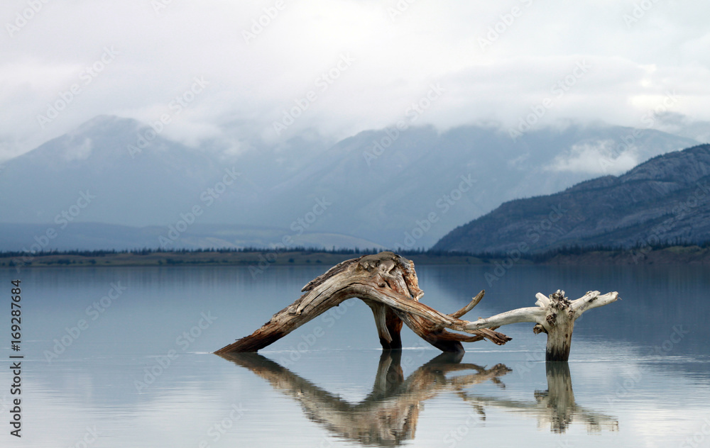 Fototapeta premium Log in Lake