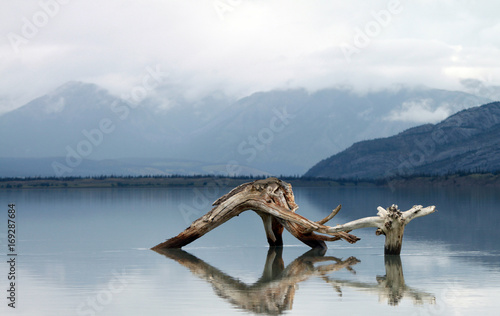 Log in Lake