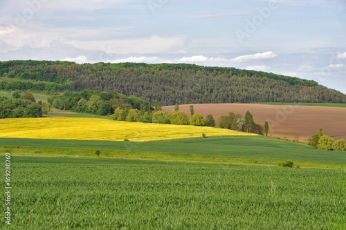 Treated fields, forest, blue sky with clouds. Beautiful summer landscape. Summer landscape under blue sky. Plowing, rape flowers.