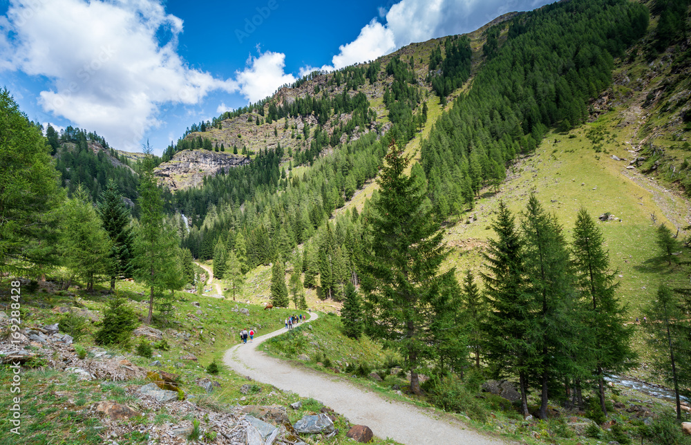 mountain road landscape. Rabbi valley, Trentino Alto Adige, Italy