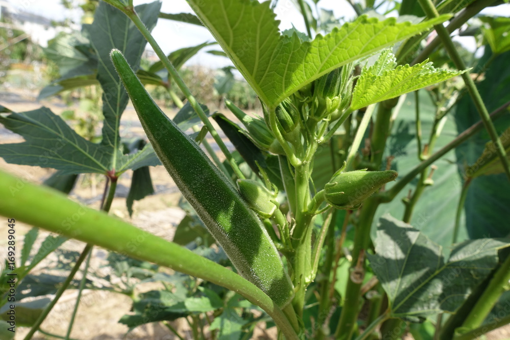 Obraz premium 畑の野菜