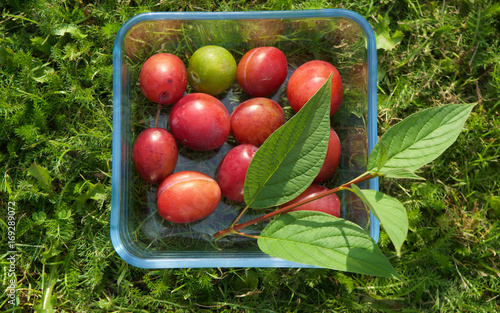 Plums1