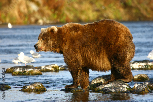 Kodiak brown bear fishing in Karluk River