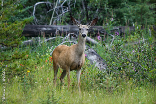 Canada_West-4871 © JeremyDevigne