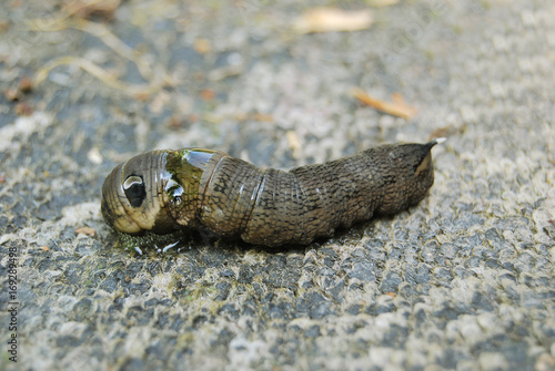 Large butterfly caterpillar 