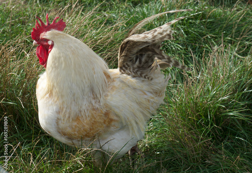 Rooster white