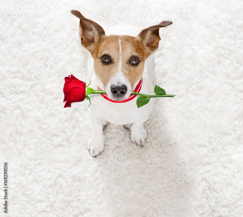 happy valentines dog © Javier brosch