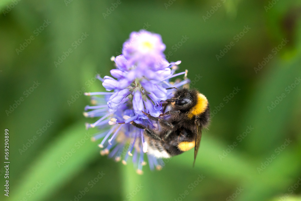 Bee Bee
