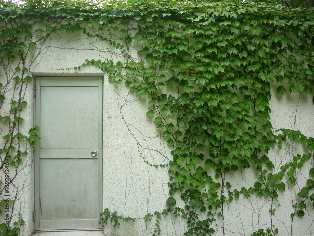 植物で覆われた壁
