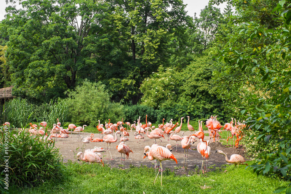 Flamingo birds standing in a park