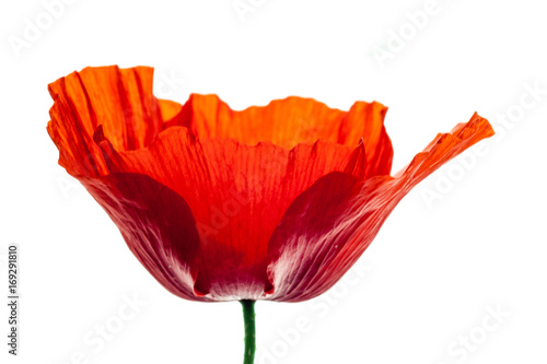 wonderful isolated red poppy flower, white background. studio shot, closeup photo