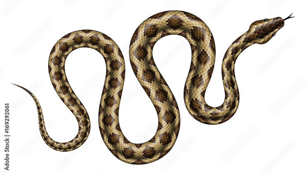 Fototapeta premium Ilustracja wektorowa brązowy Python. Na białym tle tropikalny wąż na białym tle.