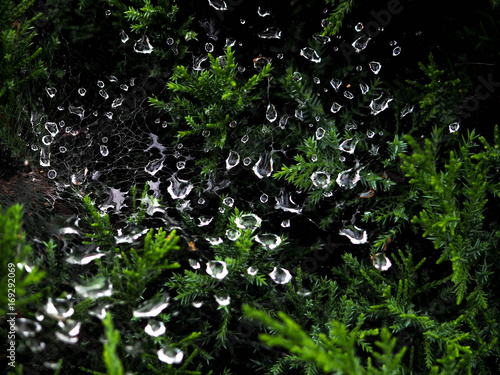 water drop ,dew drops on green leaf texture fresh spring nature background