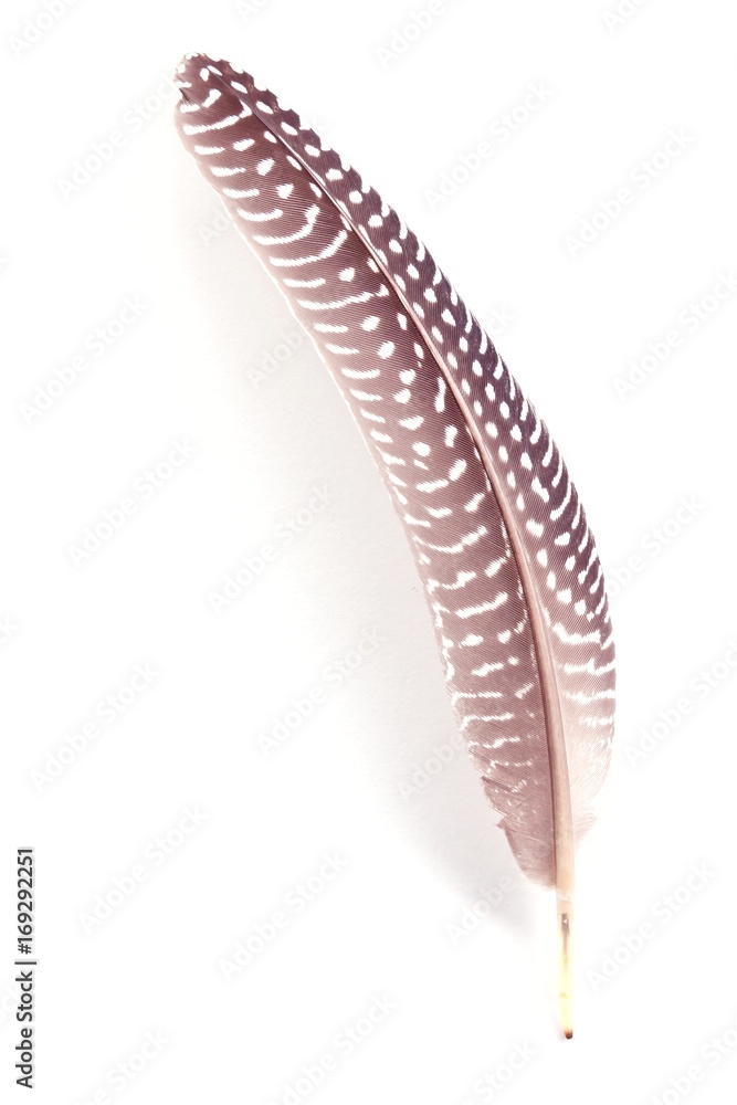 feather Numididae feather on white background feather Numididae feather on white background