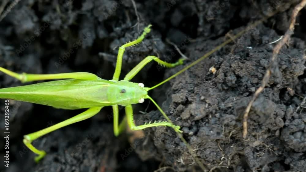 Big green grasshopper lays her eggs in the soil Big green grasshopper lays her eggs in the soil