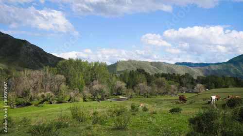 Beautiful landscape with mountains trees and a livestock feeding on the field