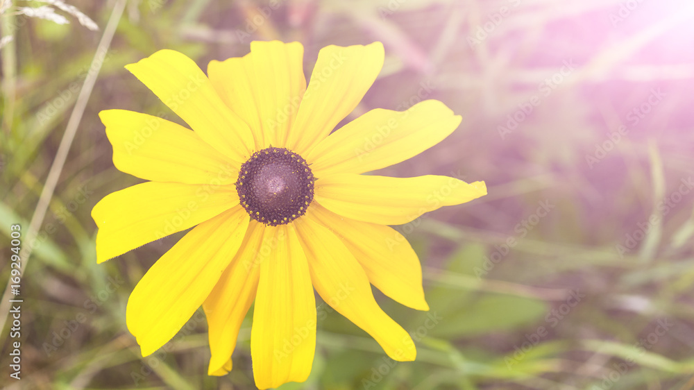 Beautiful and colorful flower in the field Beautiful and colorful flower in the field