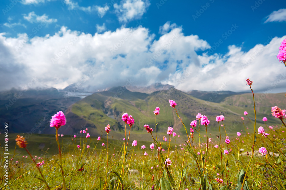 Mountain landscape, flowers on a background of mountains and blue sky
