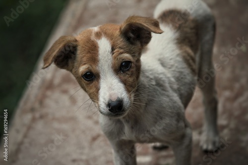 White and Brown colored dog with innocence in his eyes looking at the photographer