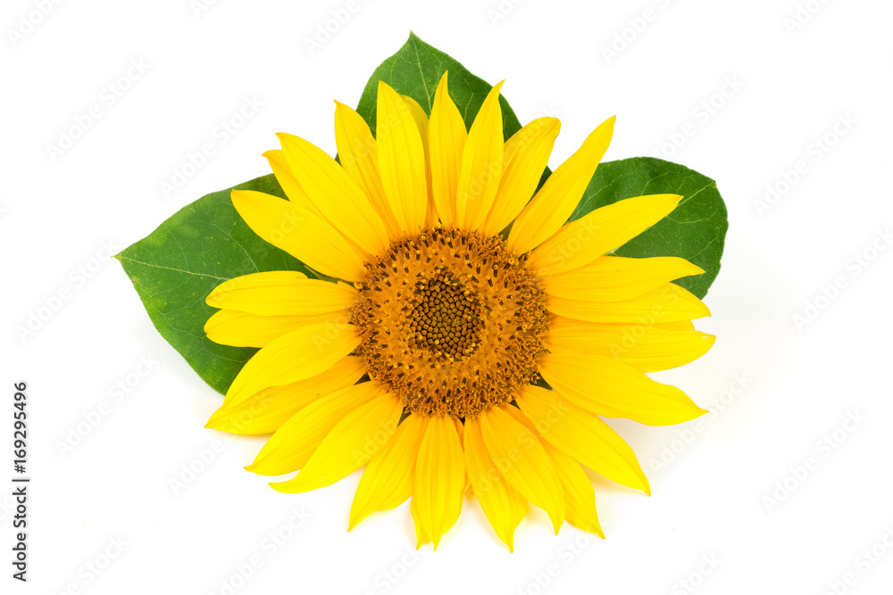 Obraz premium sunflower with leaves isolated on white background close-up