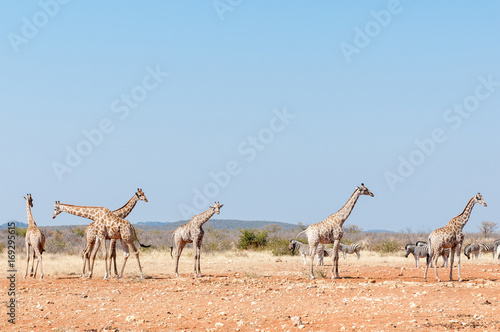 Giraffes and Burchells Zebras © dpreezg