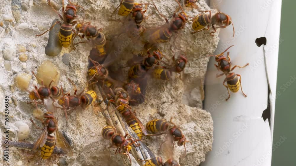 European hornet (Vespa crabro) at nest entrance European hornet (Vespa crabro) at nest entrance