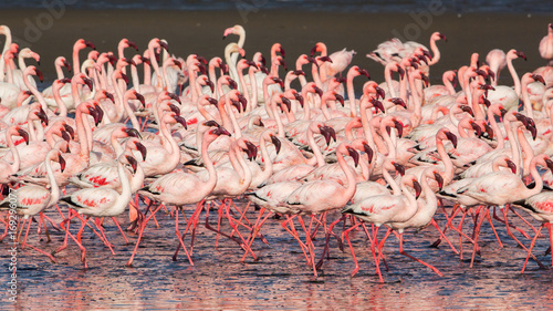 Group of lesser flamingos (Phoeniconaias minor), Walvis bay, Namibia photo