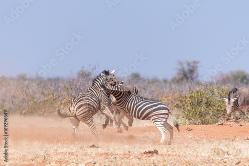 Three Burchells Zebra stallions fighting