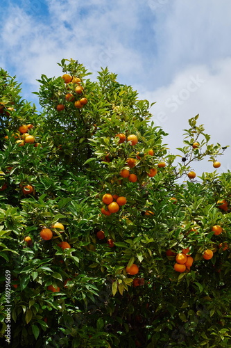 Orangenbäume