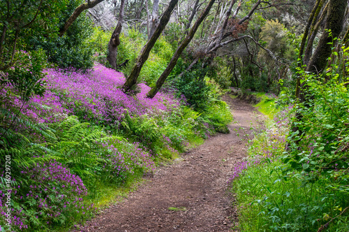 La Gomera Waldweg im Nationalpark Garajonay