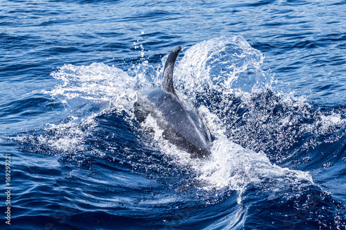 La Gomera Delphin © Xeron
