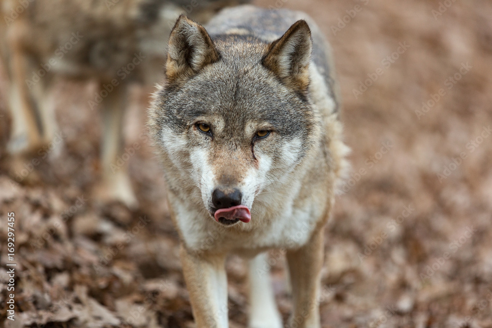 Fototapeta premium lupo
